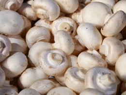 На виробництво Pieczarkarnia Dobroń потрібен збирач грибів