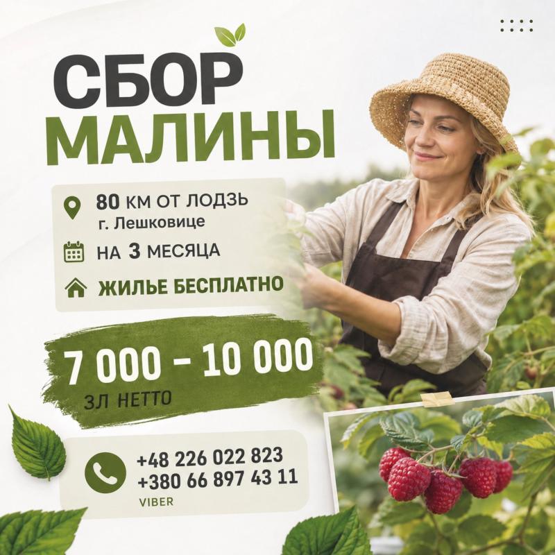 Сбор малины , с проживанием