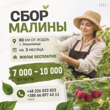 Сбор малины , с проживанием