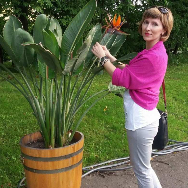 Inna Sokolvak (InnaSokolvak)