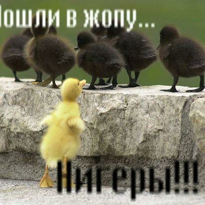 Андрій Свинарчук (АндрійСвинар)