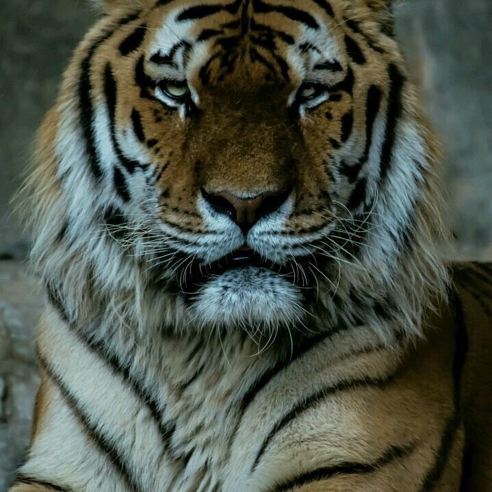 RichardParker1 (Richard Parker)