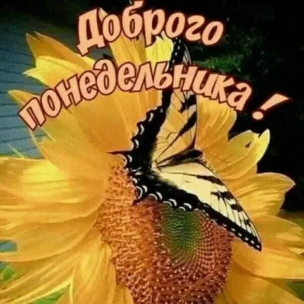 Сергей Реус (СергейРеус)
