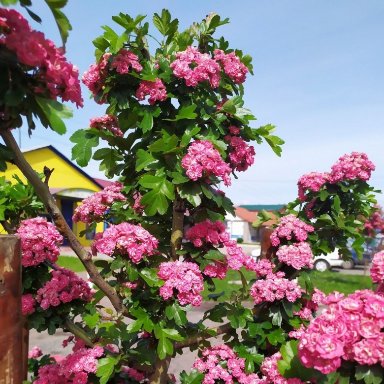 Светлана Светлана (СветланаСвет)