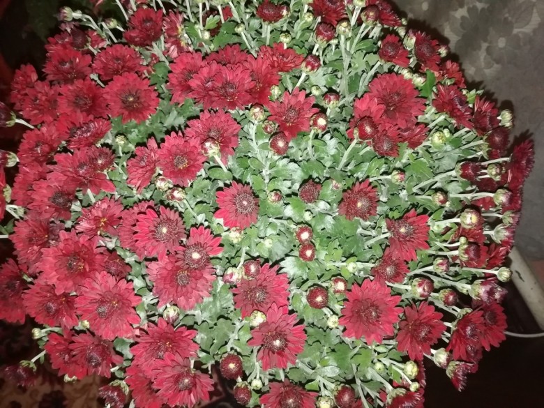 Алина1992  (Алина1992), Ельч-Лясковице
