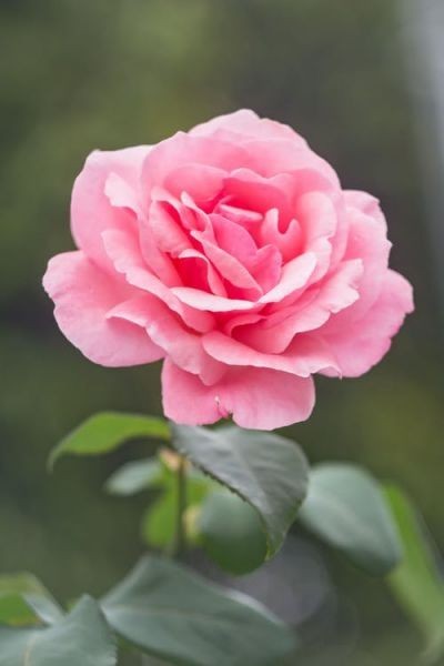 mariaendah681  (mariaendah681), Auschwitz, any