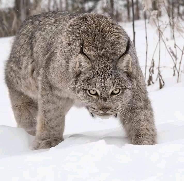 Василь Пастернак