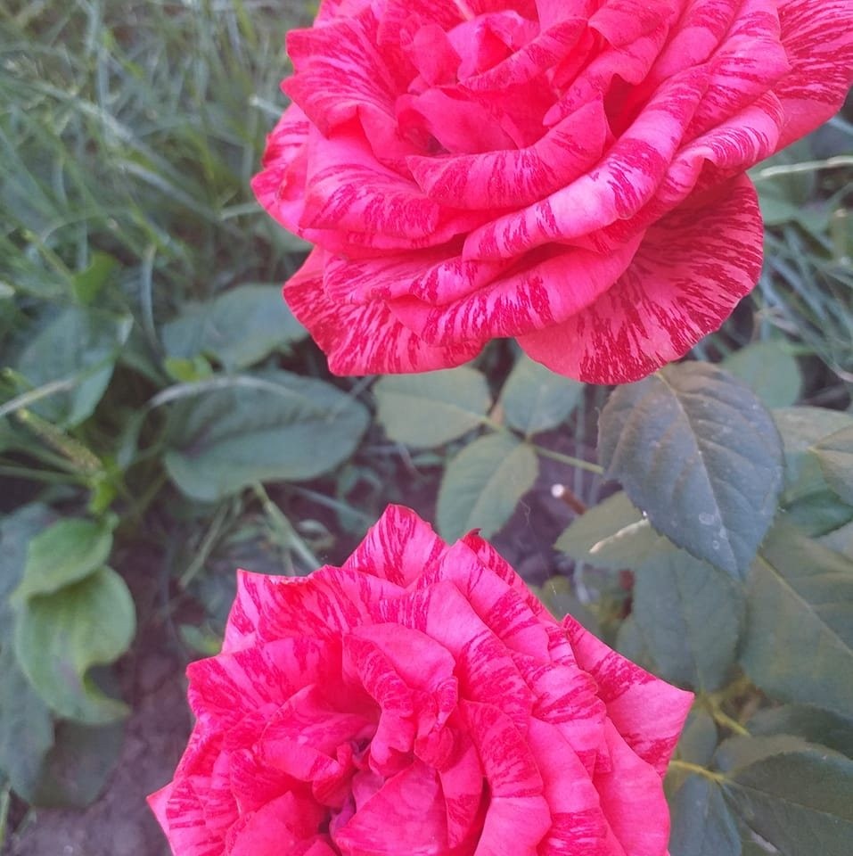 Юлия Коцюба
