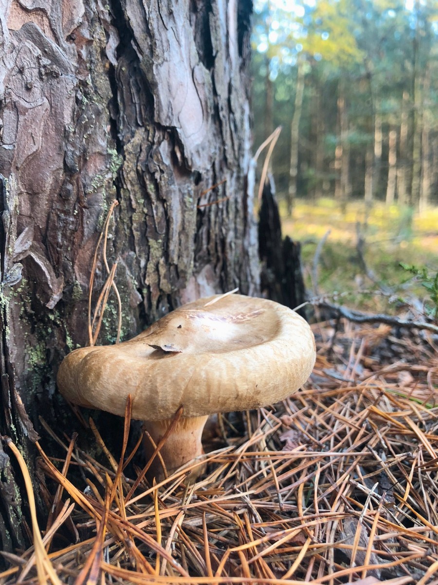 Irrochka 
