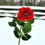 Raeed Mohamed