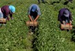 Садівники Польщі бідкаються, бо нема українців на збирання полуниці