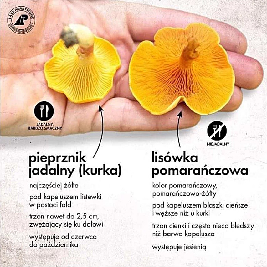 Ці гриби дуже схожі, однак їстівний лише один